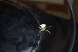 İNSAN YÜZLÜ ÖRÜMCEK BULUNDU