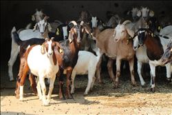 ÇÜ TARAFINDAN GELİŞTİRİLEN BOER KEÇİNİN ETİ KOLESTEROLE VE DİYABETE İYİ GELİYOR