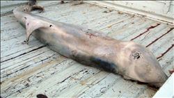  Dev yunus balığı karaya vurdu
