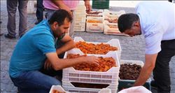  Rekolte yüksek olunca kayısı fiyatları dibe vurdu  