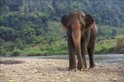    TATARLI HÖYÜK KAZILARINDA FİL KALINTILARI