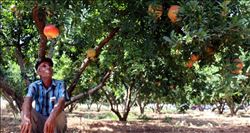 Antalya´nın Döşemealtı ilçesi nar hasadına hazırlanıyor