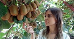 Silifke´de kivi hasadı