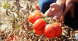 RUSYA´NIN DOMATES AÇIKLAMASI ÜRETİCİYİ UMUTLANDIRDI