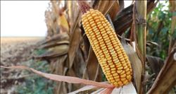 Mısır alım fiyatları belli oldu