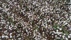 Adana´da sezonun ilk pamuk hasadı başladı.