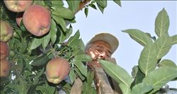 Düşen elma rekoltesi ve fiyatı üreticiyi memnun etmedi