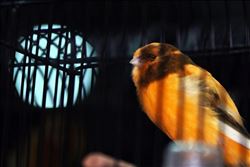 41 bin liraya kanarya 