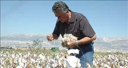 Kahramanmaraş´ta pamuk hasadı