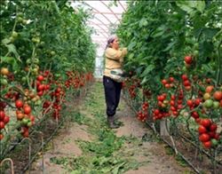  “TARIMDA ÖRTÜ ALTI ÜRETİM 8 MİLYON TONA YAKLAŞTI”
