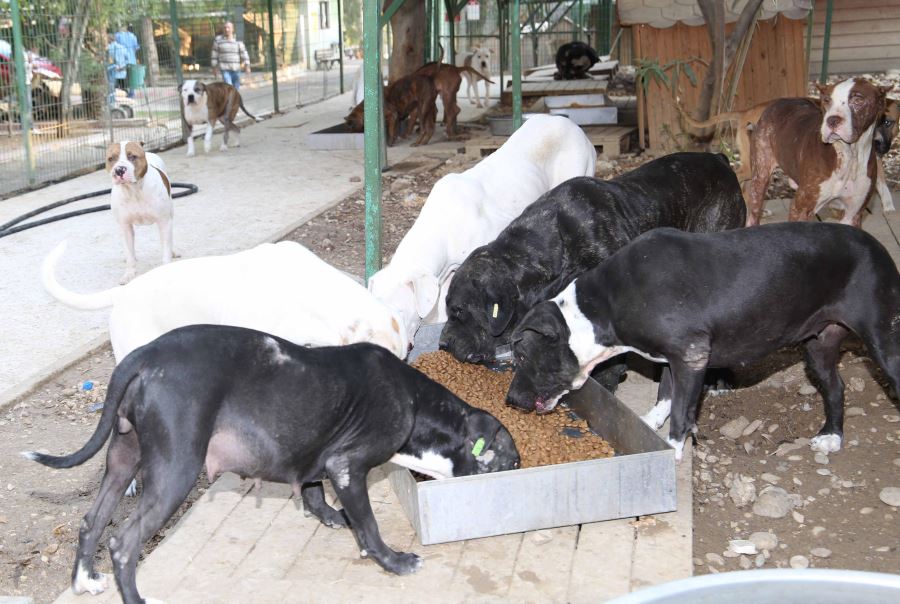 Adana’daki modern hayvan barınağı açılıyor