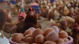 Tavuk eti ve yumurta üretimi azaldı