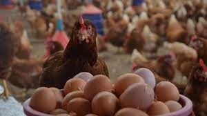 Tavuk eti üretimi artarken, yumurta üretimi azaldı