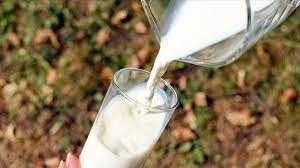 Toplanan inek sütü miktarı yüzde 3,6 arttı