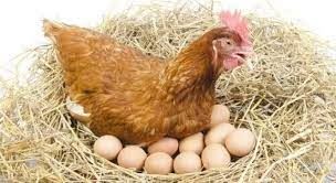 Tavuk eti üretimi artarken, yumurta üretimi azaldı