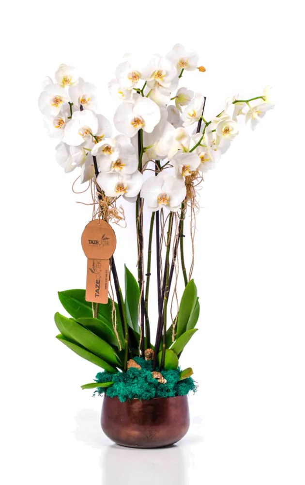 Sevdiklerimize Orkide Hediye Etmenin Anlam ve Önemi